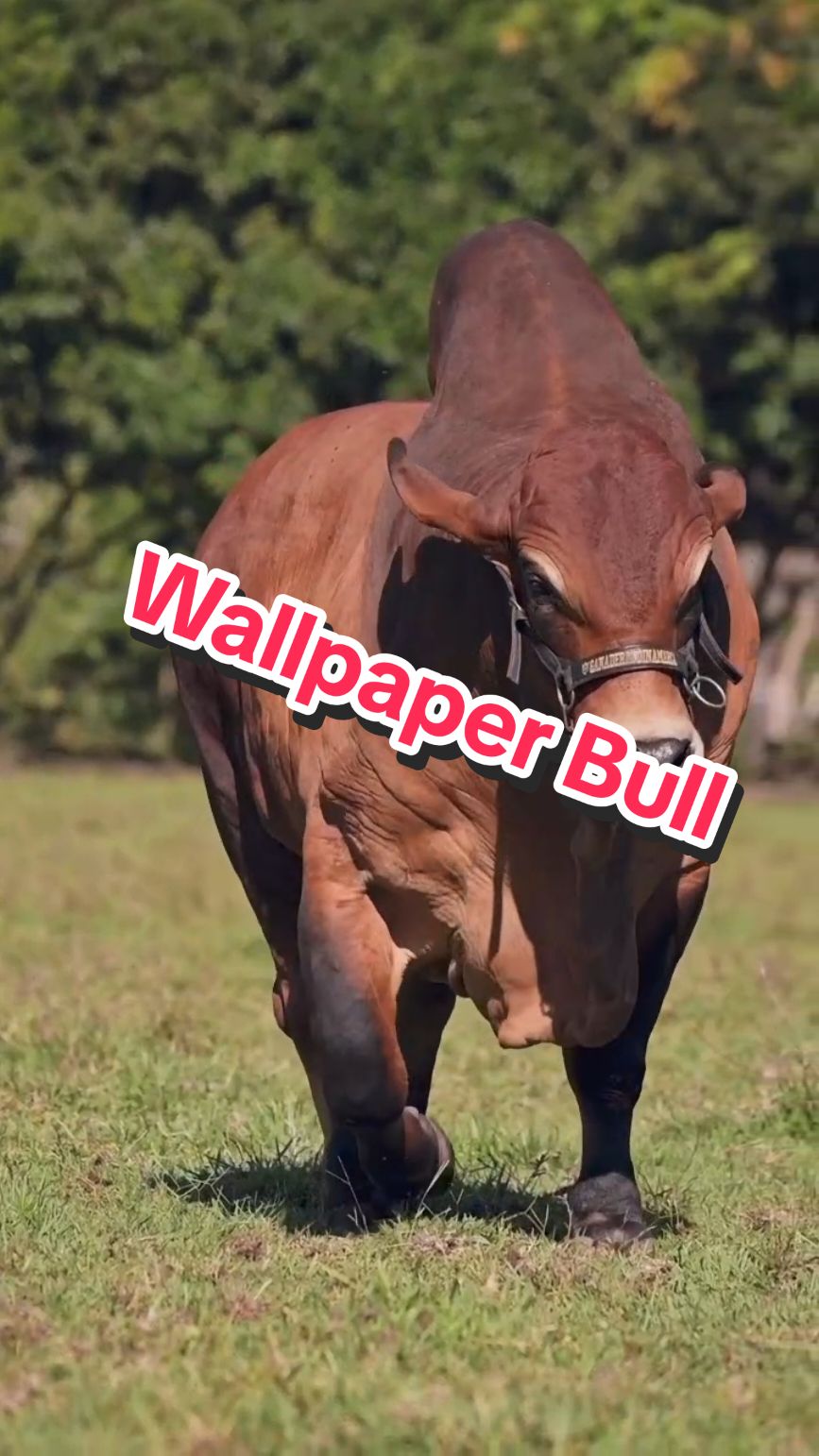 #fondos3d #fyp #4kwallpaper #fondosparatucelular #lockscreenwallpaper #naturaleza #fondos #fondodepantalla #videoviral #videowallpaper #wallpaperlive #fondosanimados #bull 