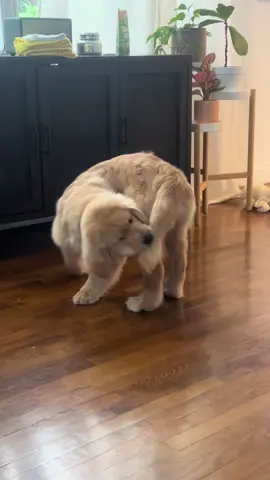If anyone knows what dis thing is lmk!!! #funnydog #chasingtail #dogchasingtail #funnypuppy #dogsoftiktok #PetsOfTikTok #goldenretriever #goldenretrieverlife #goldenretrieverpuppy #goldenretrieversoftiktok #puppiesoftiktok #puppylife #puppytok 