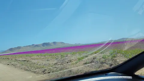 Desierto florido #Desiertoflorido #Copiapó #paisaje #flores 