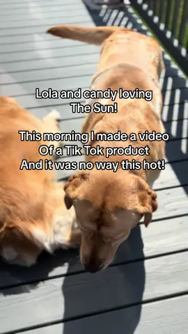 Jersey Shore Lola and Sandy enjoying the sun! I made a tik tok video this morning and not as hot! Enjoying the weather! #tiktokshop #fypp 