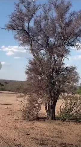 #😂😂😂😂😂 #عالم_الحيوانات_البريه #ناشونال_جوغرافيك_العربية #النمر 