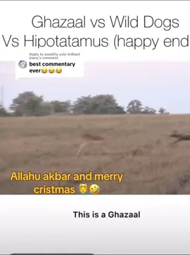 Replying to @wowility yule brilliant bwoy the daily gazaal adventures 🥲🦌🦌 #gazaal #kouz_cell #commentator #foryou #fyp #viral #funny 