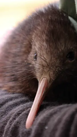 Up close with the north island brown kiwi 🌿✨ #kiwi #nationalkiwihatcheryaotearoa #newzealand #rotoruanz #aotearoa #conservation #kiwibird 