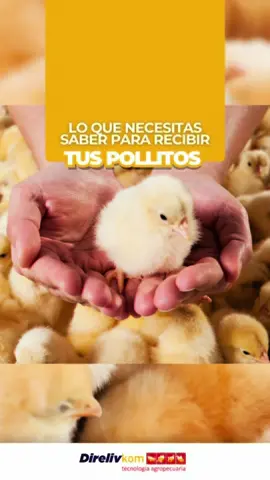¡Tus pollitos llegan pronto! 🐣 Prepárate con estos tips clave: espacio, alimento y más. 🏡🥚 ¡Bienvenidos, pequeños!  #fyp #viral #parati #pollito #pollitobb #construirgalpon #galpon #ponedora #pollo #pollodeengorde #gallina #eggs #chicken #galponavicola #granjaavicola #granja #huevo #emprendedor #emprendimiento #ecuador #santodomingo 