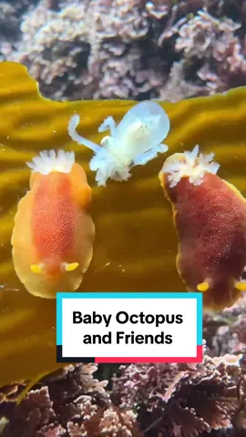 This lil color changing baby octopus was the cutest thing EVER. I woke up at 4:45am to catch low tide, and it was so worth it. This video doesn’t even cover half of what I saw that day. Let me know if you want a part two! Or maybe a video of just our lil octopus friend? Either way lmk! #octopus #sealife #oceananimals 