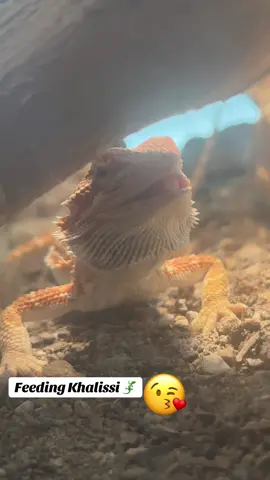 #beardeddragon #khalissi #lizardlove