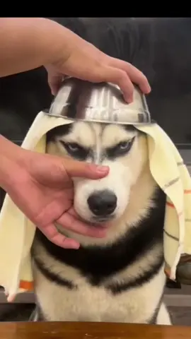 Ngoan ngoan xíu có thưởng. ...... #fyp #viralvideo #viral #xuhuongtiktok #cừoiđaucảbụng🤣🤣🤣 #hâhhahaahaha🤪🤪🤪🤪🍻 #funny #dog #animalsreactto #t#troll