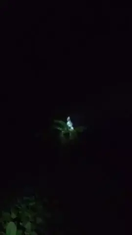 #pocong di atas pohon pisang 😱