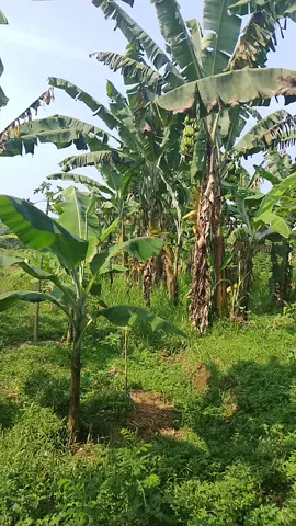 #kebun pisang.