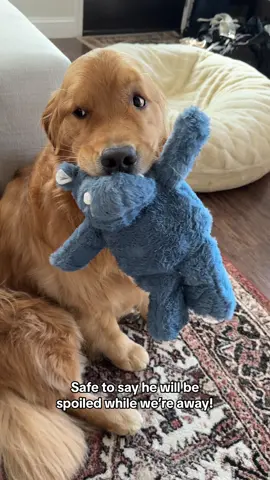 Replying to @KarenE🌞 he gets soooo excited when his grandma comes to pick him up for his mini vaca. A new toy always helps 😂 #goldenretriever #dogmom #dogdad #ilovemydog #cutedogs #funnydogs 