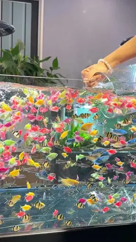 Say mê với dòng cá đầy sắc màu #cacanh #cacanhbuom #nuoica #mausac #thuysinh #thugian 