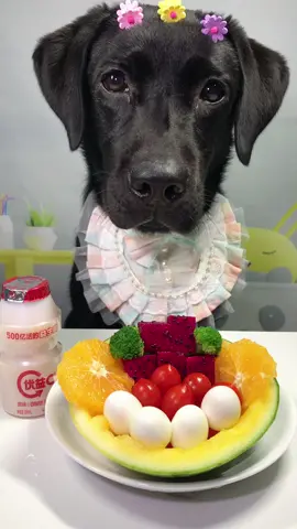 #labrador #Foodie #pets #dog 