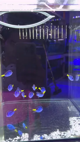 มาจตุจักร พาเพื่อนๆชมร้านปลาทะเลครับ ร้านแรกนี้ชื่อ marine world นะครับ #ปลาทะเลสวยงาม #marineaquarium #ปลาทะเล #ตู้ปลาทะเล #saltwateraquarium #marineworld #atollfarm 