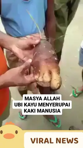 Dalam video yang viral seorang petani menemukan ubi kayu yang menyerupai kaki manusia belum di ketahui daerah mana lokasinya