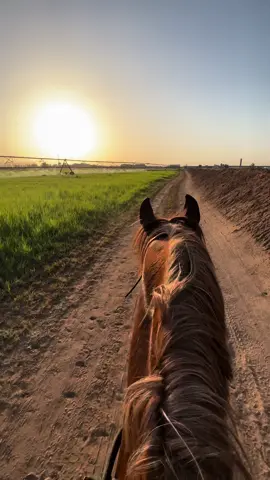 سلينا عنه ما كنه جرحنا ..!🩶 #صباح_الخير #fyp #خيل🐎 #مزرعة 