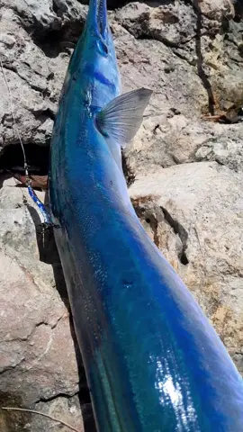cendro 4jari ae, jare monster cendro😂😂😂 #mancingcasting #casting #tiktokmancing #fyp #fypmancing #fishing #mancingmania #mancing #tiktokfishing #fypシ゚viral #strike #rockfishing #watulepek 