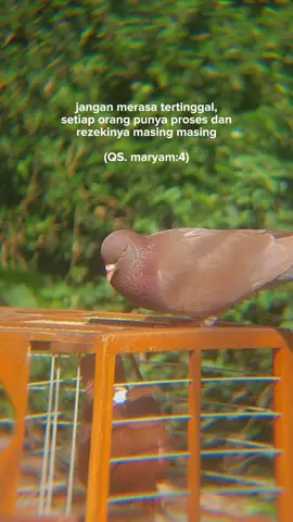 #merpatikolongpurworejo #galaxysquadddd #bradatteam #merpatigalaxy #GalaxyBF #merpatikolongindonesia #merpatikolongbebas #merpatitiktok #storytime #merpatikonten #fyp #CapCut 