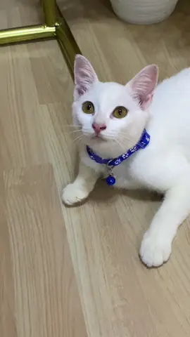 Kalung anabul yng mau samaan cek keranjang kuning ya best😽😻 #kalungkucing #kalungkucinglonceng 