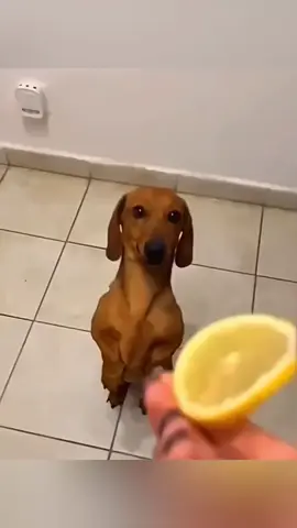 Dog eating lemon 😅#cute #fyp #dog #funny