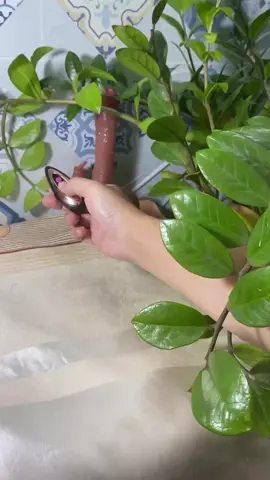 cu giả #xh #new #cugia #thinhhanh #viral #nhac #caocap #trutinh