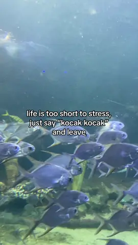 life is kocaaaakk #fyp 