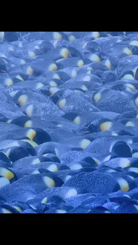 Huddle together for warmth#penguin #penguintiktok #fyp #foryou 