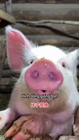 Tag người bạn nghĩ đến đầu tiên 🤣🤣🤣 #tiengtrungmoingay #tiengtrung #hsk #caption #radio #radioanan #桉桉电台 #chualanh #dongluc #hoctap #podcast #xuhuong #汉语 