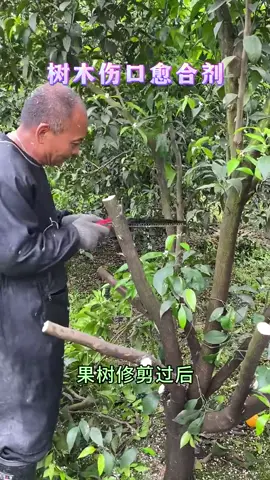 Plant wound healing agents protect wounds from rotting and drying up#Yuji #FruitTreePruning