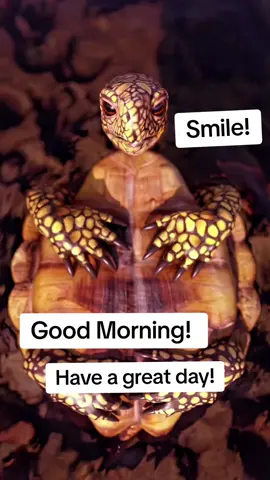 #😂😂😂 #foryou #laugh #funny #loveyou #goodmorning #turtle #smile 