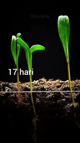 time lapse ketika menumbuhkan atau menanam benih sayur bayam dalam waktu sebulan lebih atau 45 hari  #timelapse #sayur #bayam #sayurbayam  https://youtube.com/@rinakatakata?si=_GjtsL3xHLuT5Xt2