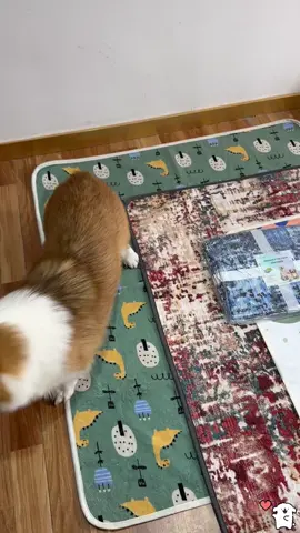 Try this dog pee pad ~you won’t regret it!#Qeils #dog #pad 