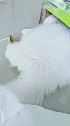 #บักลัคกี้ #สวนสัตว์tiktok #แมวอ้วน #แมวขาว #แมวเปอร์เซีย 