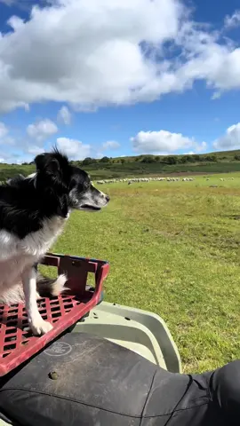 The most amazing dog rounds up huge herd of sheep and makes it look easy #fyp #foryou #dog #dogsoftiktok #viralvideo #tiktok 