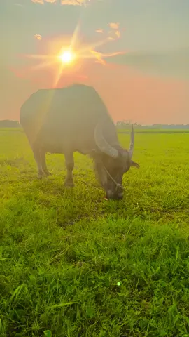 Trâu ơi tao khổ hơn mày, Mày cày một vụ tao cày quanh năm Mày cày ngay ở đồng quê Còn tao thì phải đi xa chưa về...!