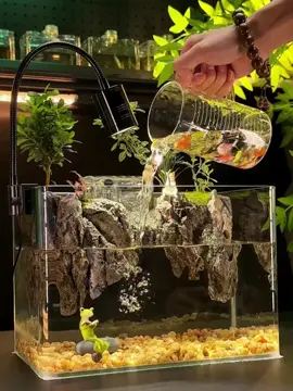 🐬🐬🐬Ra mắt siêu phẩm bể mini để bàn  Combo 2: layout núi đá treo kết hợp cây bán cạn Nhận hàng setup trong 20 phút đã có ngay 1 bể cá chill chill Quan tâm inbox em 😊😊😊#beautystore0201 #becaminideban #becaminidocla #becadeban #becadep #ca7mau #becadebanmini 