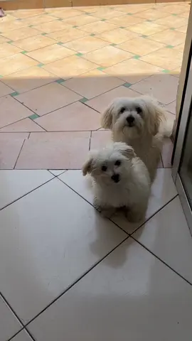 #الشعب_الصيني_ماله_حل😂😂 #maltese #dogsoftiktok #cutedogs #maltesepuppy 
