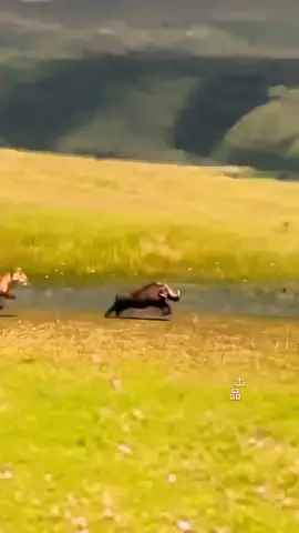 Speed race between predator and prey. Lion vs. wild boar #Animals #AnimalLovers #AnimalLove #Wildlife #PetLife