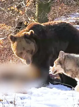 Part 1#fyp #wildlife #animalworld #foryoupage 