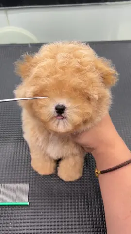 #cunyeu #fyp #dog #poodle #pet #cute #bunquystoc 