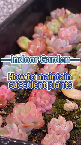 How to take care of your succulents #garden #plants #planting #houseplants #indoorplants #indoorgarden #homegarden #succulents 