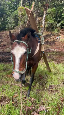 Board hauler horse is working well #homestead #offgrid #ecuador 