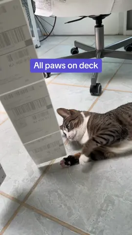 Rollo is this cat’s meow 😏 #catsoftiktok #shipping #rolloapp #labelsprinting