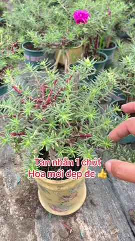 Cắt bỏ để có lứa hoa đẹp hơn #nhavuonanthang #hoadepbonmua #muoigiobonsai #nhavuonthangan #bonsaihoamuoigio 