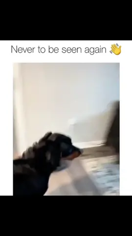 Funny dogs compilation #funnydog #funnypet #dogoftiktok #doglover #dog #longervideos 