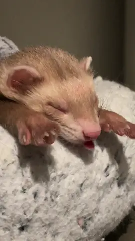 Blep 😝 #ferret #ferrettok #petferret #ferretvideo #ferretsoftiktok #cuteanimals #huron #babyferret 
