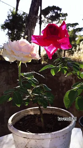 قلت يا ناعس الطرف وش ذا الجفا  #علي_عبدالستار #يا_حبيبي_ترى_القلب_بعدك_سرح🌹 #اكسبلوررررررر #اكسبلور #explore #تصويري #lavendr81 #لايك__explore___ #viral #foryou 