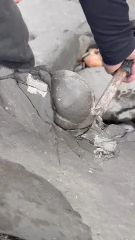 Here are lots of Jurassic Age nodules we found on the beach in loose shale slabs! We hoped they would contain fossils from the Jurassic! The soft shale is made up of clay and silt and once exposed to the elements after falling from the cliff, these large lumps of shale decompress and become very unstable! 😁 The first nodule contained a beautiful tenuicostatum Ammonite fossil… With a little persuasion from the hammer the second rock in the video split perfectly in half to reveal a stunning Eleganticeras Ammonite fossil! The final rock in the video contained a coprolite fossil! (Fossil poo) 🦕🦖 #natural #nature #fossil #fossils #ancient #animals #art #ammonite #ammonites #dinosaur #scientist  #minerals #paleontology #whitby #geologist #dorset #geology #charmouth #jurassic #yorkshire #fyp 