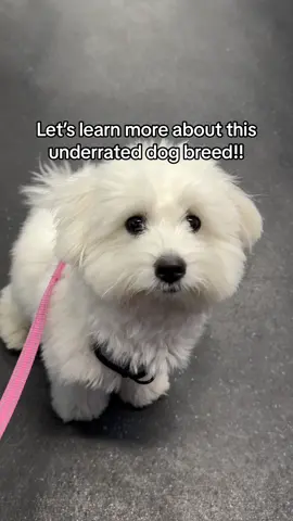 Should we gatekeep this breed, they’re actually too perfect #cotondetulear #dogsoftiktok #cutedoglife 
