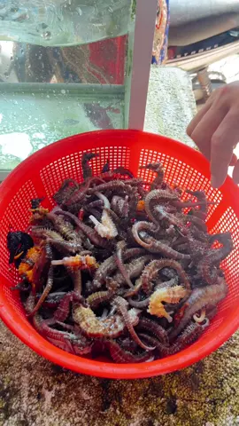 #canguathuyan #cangua #canguaphuquoc #canguakho #haisankho #khodacsan #phuquoc #congdongphuquoc #haimaphuquoc  #tuhailongvuong #hailong #haiyen #haixa #dacsanphuquoc #dacsanthuyan #ruou #daophuquoc 