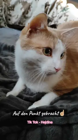 @EVENTUELL Du hast es auf den Punkt gebracht 😔🙈💖#mybaby #katzenvideo #katzenliebe #hejdine #lebenmitkatzen #inlove #ilovemycat #sweetcat #eventuell 